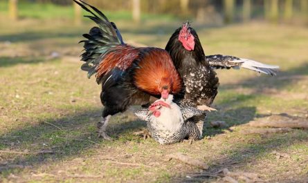 Photos gratuites de @extérieur, accouplement, agriculture